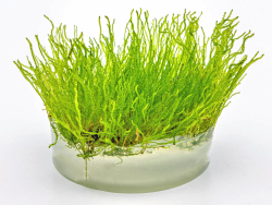 Flammen-Moos - Taxiphyllum sp. 'Flame Moss' in vitro